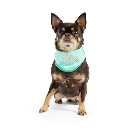 ICE BAND - Dog Cooling Bandana - Aqua