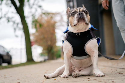 2-in-1 Thermal Dog Fleece Jacket with Integrated Harness - Royal Blue