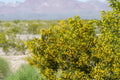 Creosote Bush Seeds