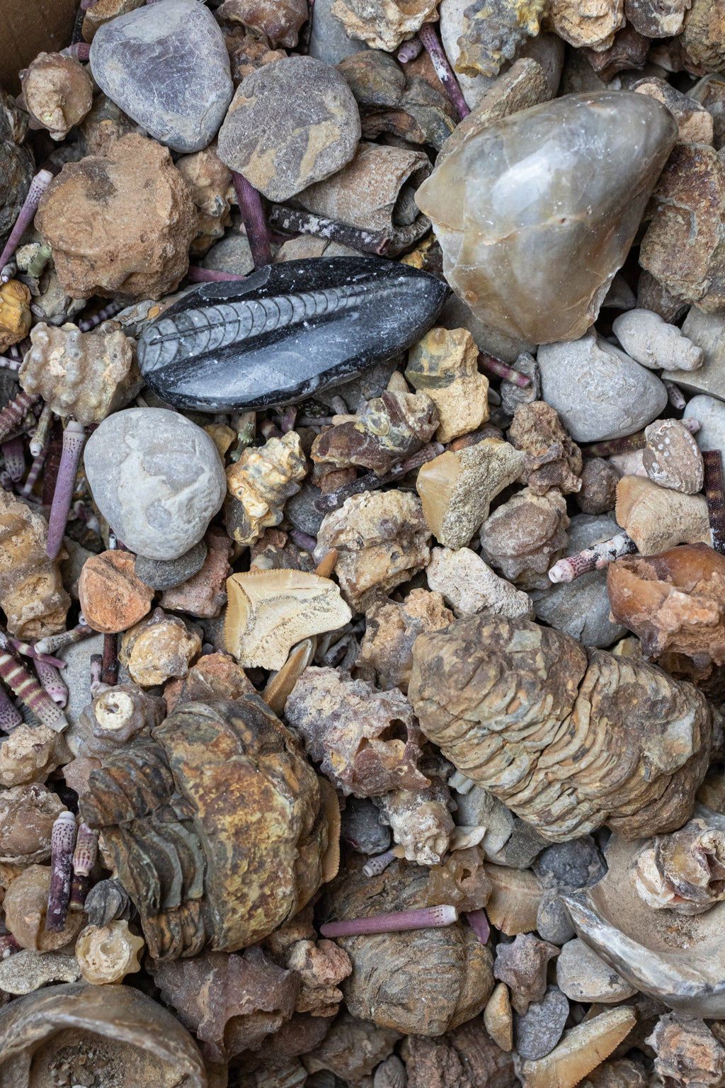 Fossil Fragment Bag - 1lb