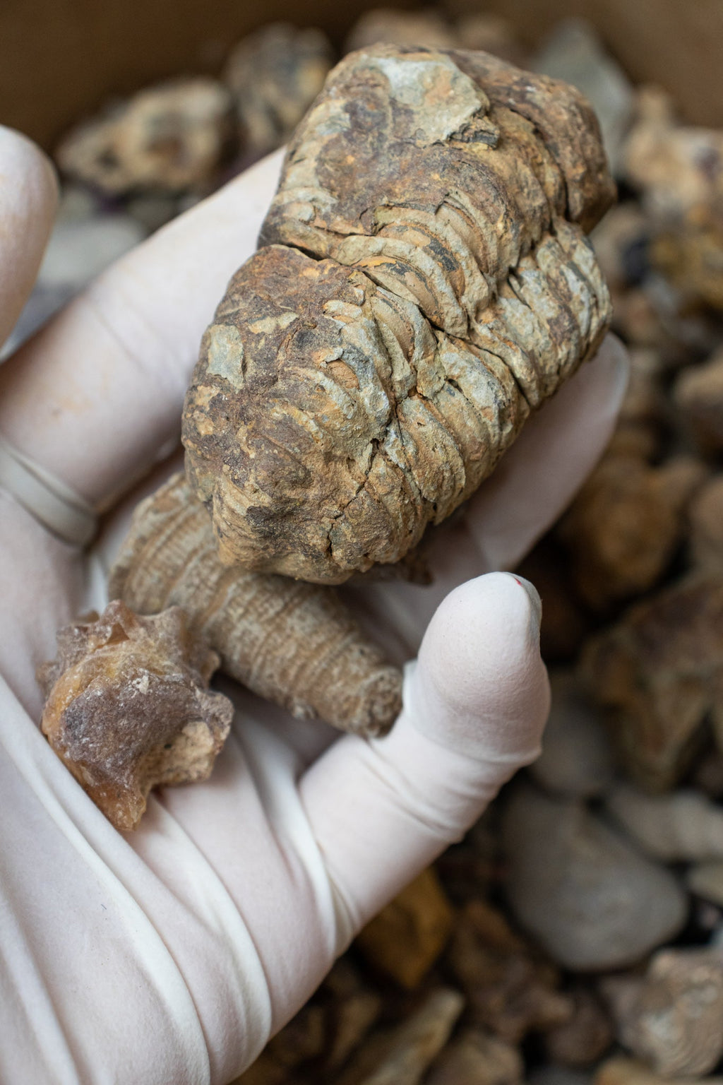 Fossil Fragment Bag - 1lb