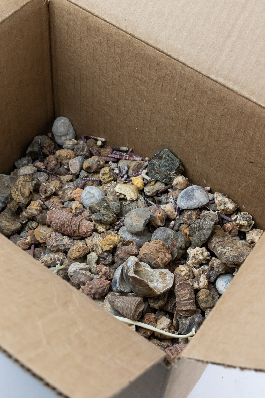 Fossil Fragment Bag - 1lb
