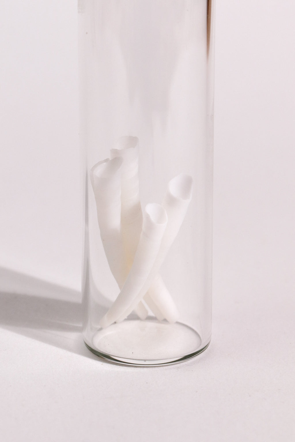 Tusk Shells (Dentalium Mollusk Shells)