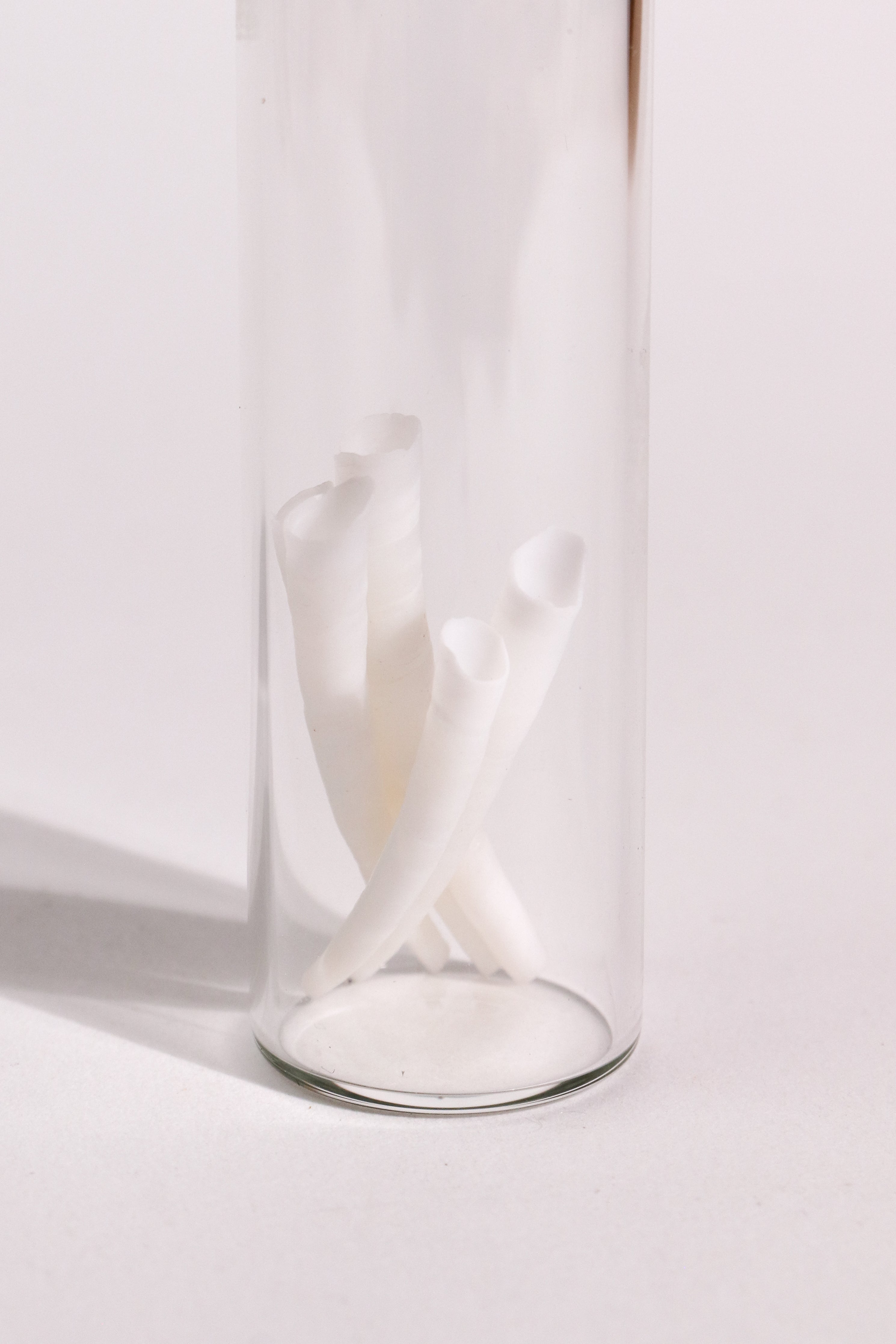 Tusk Shells (Dentalium Mollusk Shells)