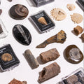 Prehistoric Fossil Collection