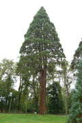 Giant Sequoia Seeds