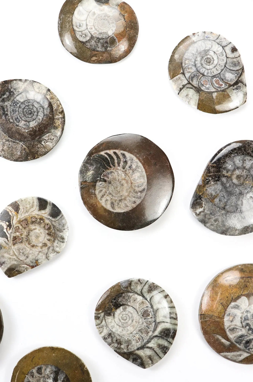 Goniatite Fossil