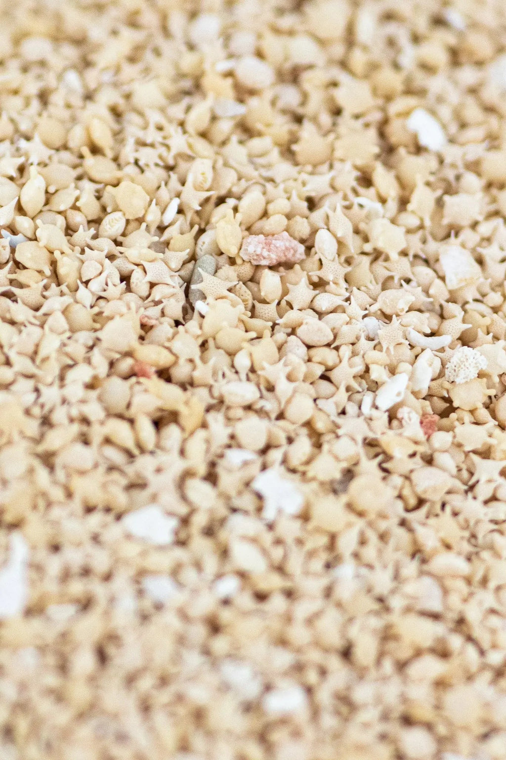 Japanese Star Sand